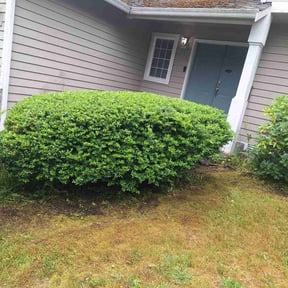 Bush Trimming by K's Lawn Care reviewed on May 16, 2025