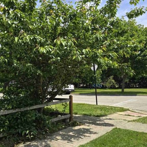 Bush Trimming by Flores Lawn Care Co. reviewed on May 28, 2025