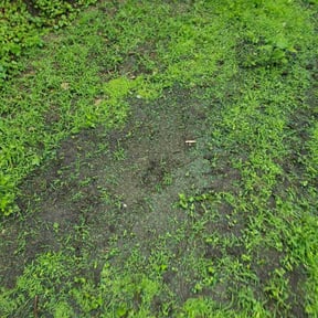Lawn Seeding by Dave's handyman services reviewed on May 3, 2023