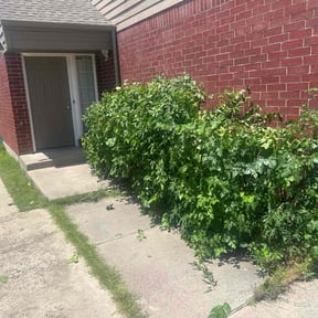 Bush Trimming by Johnson lawn services reviewed on July 13, 2022