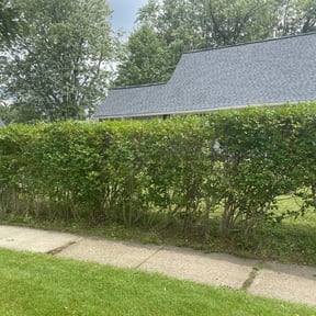 Bush Trimming by Spot On Lawn Care reviewed on June 20, 2022