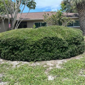 Bush Trimming by Babcock Enterprises LLC reviewed on June 30, 2022