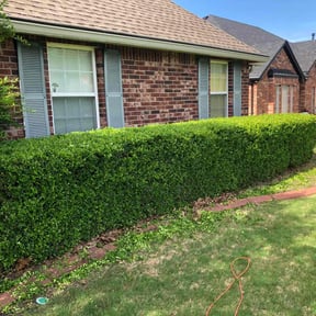 Bush Trimming by Leaves of 99 Lawn Care LLC reviewed on April 7, 2022