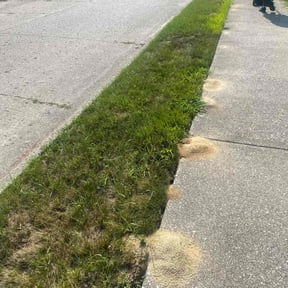 Bush Trimming by Krispy Kutz LLC reviewed on August 11, 2025