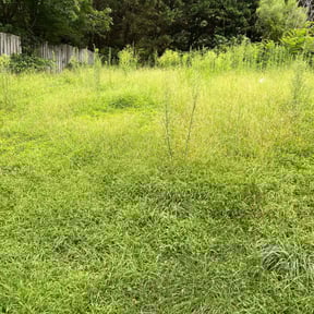 Cleanups by Verde Garden LLC. reviewed on July 17, 2024