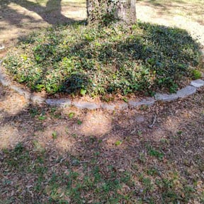 Bush Trimming by Carrolls landscaping and snow removal reviewed on May 31, 2022