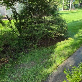 Bush Trimming by Bonzai landscaping reviewed on June 2, 2022