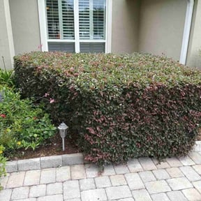 Bush Trimming by J&S home services reviewed on February 19, 2025