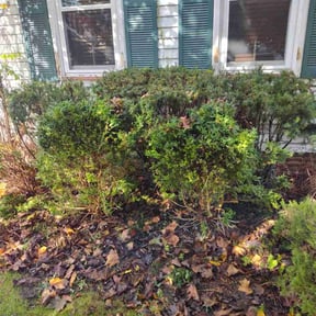 Bush Trimming by Dr.GreenKeeper Lawn Care reviewed on August 6, 2022