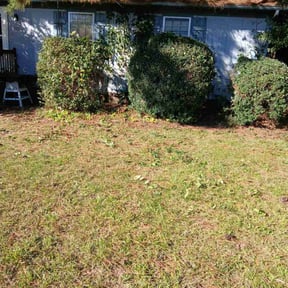 Bush Trimming by DMD LAWN SVC reviewed on July 18, 2022