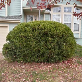 Bush Trimming by Quick Cut Lawn Care reviewed on April 26, 2025