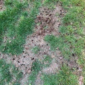 Lawn Seeding by Iroc's Lawn Care reviewed on June 7, 2022