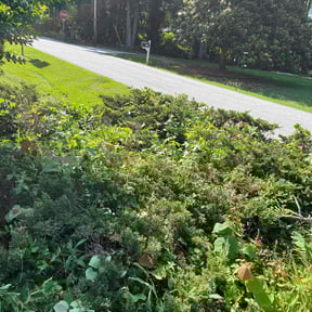 Bush Trimming by Positive Entergy reviewed on June 9, 2022