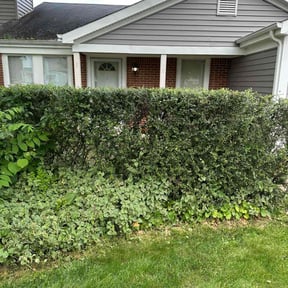 Bush Trimming by JJ Lawn and Tree Trimming reviewed on May 5, 2022