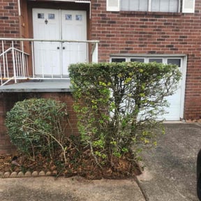 Bush Trimming by Pro Green Landscape L L C reviewed on July 1, 2022