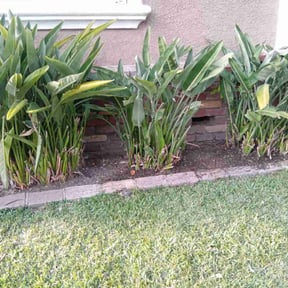 Bush Trimming by Forever Green FG LLC reviewed on August 24, 2024