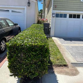 Bush Trimming by All Electric Landscaping reviewed on May 17, 2025