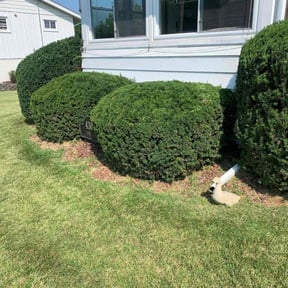 Bush Trimming by Perfectlee Lawn's reviewed on June 14, 2022