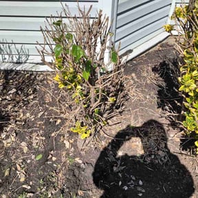 Flower Bed Weeding by Peaks Property Maintenance reviewed on July 16, 2022