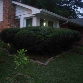 Bush Trimming by Bowie made business llc reviewed on June 27, 2025