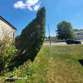 Bush Trimming by MT Lawn Care reviewed on August 8, 2022