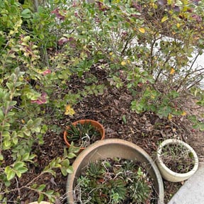 Flower Bed Weeding by Walkers Landscape and Lawncare services reviewed on October 20, 2022