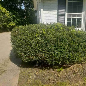 Bush Trimming by Part Time Hubby reviewed on August 30, 2024