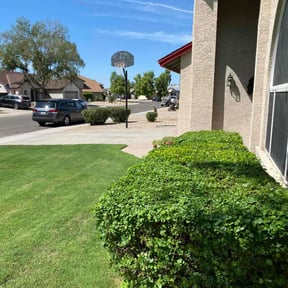 Bush Trimming by Gudino landscaping reviewed on May 16, 2022