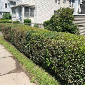 Bush Trimming by Bert's Landscaping and Propery Mantienance reviewed on July 6, 2022