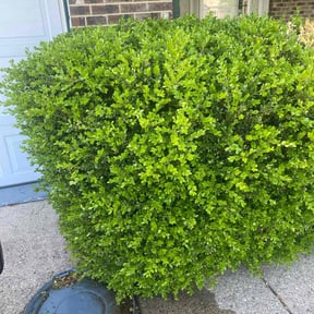 Bush Trimming by Prolific Property Services reviewed on July 14, 2022