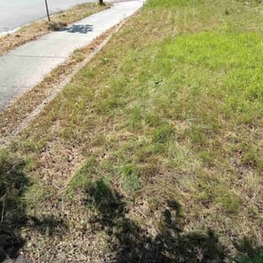 Weeding by LSLTDallas/FortWorthTruGreen reviewed on March 19, 2024
