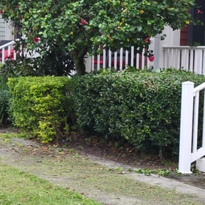 Bush Trimming by Charleston Elite Lawn Care llc reviewed on July 5, 2022