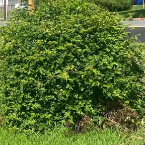 Bush Trimming by Toko Lawn Services reviewed on October 10, 2022