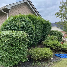 Bush Trimming by Happy plantsman reviewed on September 12, 2024