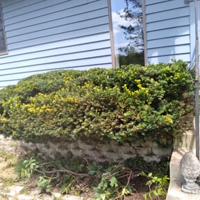 Bush Trimming by Yanez Brothers Landscaping reviewed on May 31, 2025