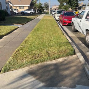Lawn Seeding by SacTown Clean Green Services LLC reviewed on June 27, 2025