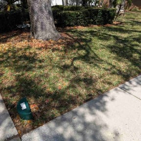 Leaf Removal by Sandra Gutierrez reviewed on July 27, 2022