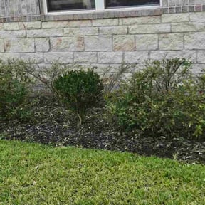 Bush Trimming by Blue Lagoon Lawn Service reviewed on June 22, 2025