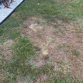 Lawn Seeding by Cms Mowing Service reviewed on July 16, 2022