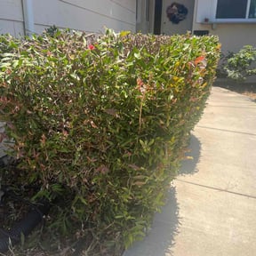 Bush Trimming by Nate's Scapes reviewed on October 26, 2023