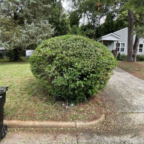 Bush Trimming by Mount Zion Landscaping and Maintenance reviewed on August 9, 2022