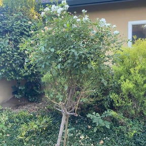 Bush Trimming by Blue Dyamond Land Services LLC reviewed on August 1, 2022