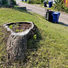Weed Pulling by Premier lawn solutions reviewed on July 27, 2025