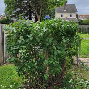 Bush Trimming by Raines Lawn & Landscape reviewed on July 11, 2022