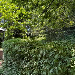 Bush Trimming by Eco Landscape &amp; Design reviewed on June 29, 2025