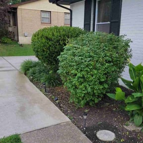 Bush Trimming by YARD M.D. LLC reviewed on January 1, 2025