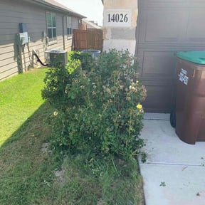 Bush Trimming by All Star lawn care reviewed on July 30, 2025