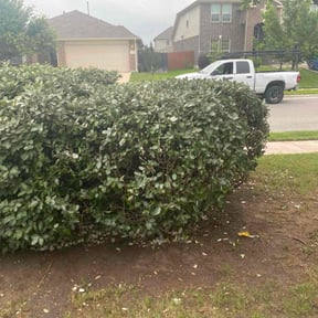 Bush Trimming by Lawn Pro grounds management reviewed on November 5, 2021