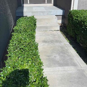 Bush Trimming by Just Cutting Lawn Service reviewed on September 22, 2021