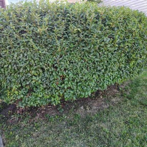 Bush Trimming by K’S Up landscaping reviewed on July 29, 2022